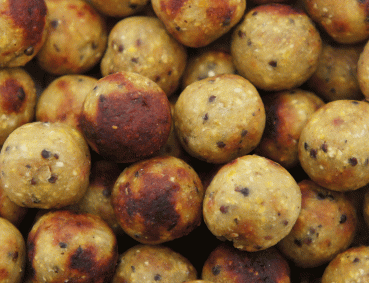 CR-Tiger-Peanut-close-up